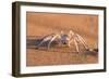 Dancing White Lady Spider (Leucorchestris Arenicola), Namib Desert, Namibia, Africa-Ann and Steve Toon-Framed Photographic Print