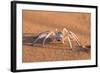 Dancing White Lady Spider (Leucorchestris Arenicola), Namib Desert, Namibia, Africa-Ann and Steve Toon-Framed Photographic Print