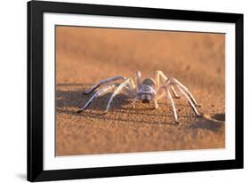 Dancing White Lady Spider (Leucorchestris Arenicola), Namib Desert, Namibia, Africa-Ann and Steve Toon-Framed Photographic Print