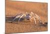 Dancing White Lady Spider (Leucorchestris Arenicola), Namib Desert, Namibia, Africa-Ann and Steve Toon-Mounted Photographic Print