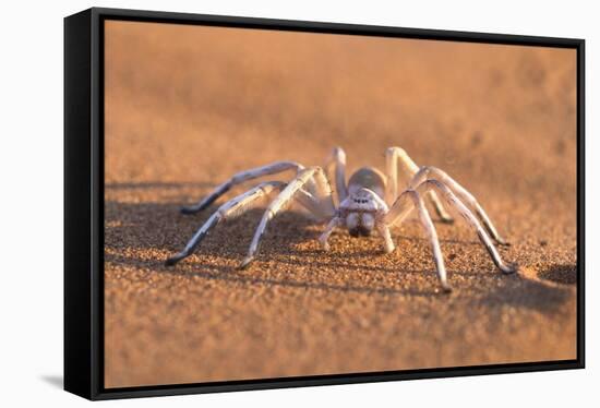 Dancing White Lady Spider (Leucorchestris Arenicola), Namib Desert, Namibia, Africa-Ann and Steve Toon-Framed Stretched Canvas