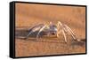 Dancing White Lady Spider (Leucorchestris Arenicola), Namib Desert, Namibia, Africa-Ann and Steve Toon-Framed Stretched Canvas