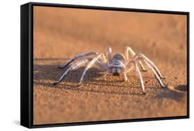 Dancing White Lady Spider (Leucorchestris Arenicola), Namib Desert, Namibia, Africa-Ann and Steve Toon-Framed Stretched Canvas