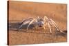 Dancing White Lady Spider (Leucorchestris Arenicola), Namib Desert, Namibia, Africa-Ann and Steve Toon-Stretched Canvas