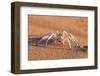 Dancing White Lady Spider (Leucorchestris Arenicola), Namib Desert, Namibia, Africa-Ann and Steve Toon-Framed Photographic Print