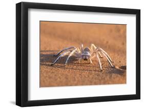 Dancing White Lady Spider (Leucorchestris Arenicola), Namib Desert, Namibia, Africa-Ann and Steve Toon-Framed Photographic Print