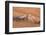 Dancing White Lady Spider (Leucorchestris Arenicola), Namib Desert, Namibia, Africa-Ann and Steve Toon-Framed Photographic Print