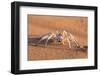 Dancing White Lady Spider (Leucorchestris Arenicola), Namib Desert, Namibia, Africa-Ann and Steve Toon-Framed Photographic Print