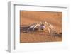 Dancing White Lady Spider (Leucorchestris Arenicola), Namib Desert, Namibia, Africa-Ann and Steve Toon-Framed Photographic Print