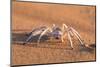 Dancing White Lady Spider (Leucorchestris Arenicola), Namib Desert, Namibia, Africa-Ann and Steve Toon-Mounted Photographic Print