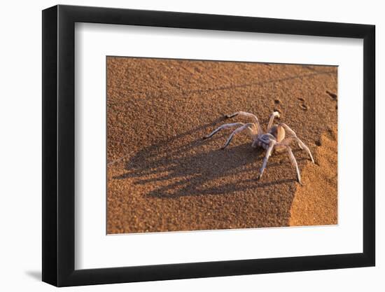 Dancing White Lady Spider (Leucorchestris Arenicola), Namib Desert, Namibia, Africa-Ann and Steve Toon-Framed Premium Photographic Print