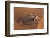 Dancing White Lady Spider (Leucorchestris Arenicola), Namib Desert, Namibia, Africa-Ann and Steve Toon-Framed Photographic Print