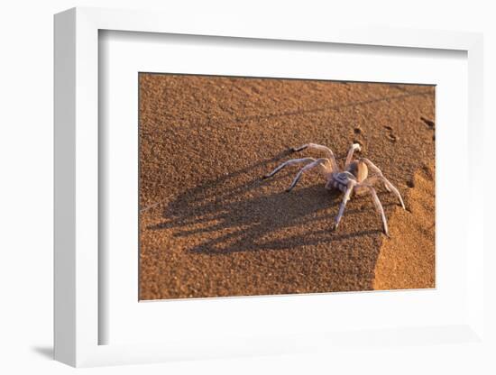 Dancing White Lady Spider (Leucorchestris Arenicola), Namib Desert, Namibia, Africa-Ann and Steve Toon-Framed Photographic Print