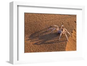 Dancing White Lady Spider (Leucorchestris Arenicola), Namib Desert, Namibia, Africa-Ann and Steve Toon-Framed Photographic Print