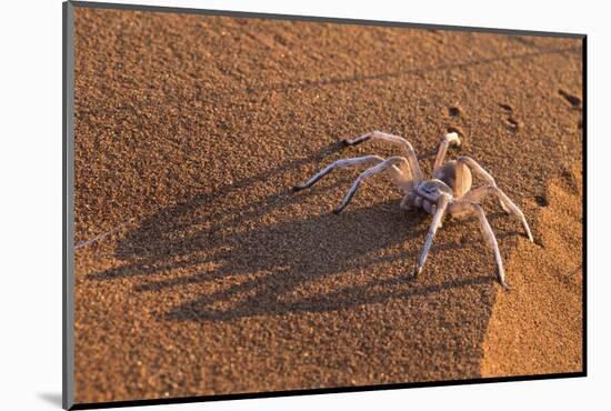 Dancing White Lady Spider (Leucorchestris Arenicola), Namib Desert, Namibia, Africa-Ann and Steve Toon-Mounted Photographic Print