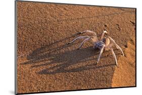 Dancing White Lady Spider (Leucorchestris Arenicola), Namib Desert, Namibia, Africa-Ann and Steve Toon-Mounted Photographic Print