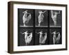 Dancing Woman, Plate 187 from 'Animal Locomotion', 1887 (B/W Photo)-Eadweard Muybridge-Framed Giclee Print