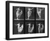 Dancing Woman, Plate 187 from 'Animal Locomotion', 1887 (B/W Photo)-Eadweard Muybridge-Framed Giclee Print