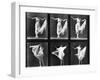 Dancing Woman, Plate 187 from 'Animal Locomotion', 1887 (B/W Photo)-Eadweard Muybridge-Framed Giclee Print