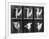 Dancing Woman, Plate 187 from 'Animal Locomotion', 1887 (B/W Photo)-Eadweard Muybridge-Framed Giclee Print