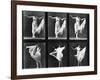 Dancing Woman, Plate 187 from 'Animal Locomotion', 1887 (B/W Photo)-Eadweard Muybridge-Framed Giclee Print