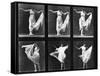 Dancing Woman, Plate 187 from 'Animal Locomotion', 1887 (B/W Photo)-Eadweard Muybridge-Framed Stretched Canvas