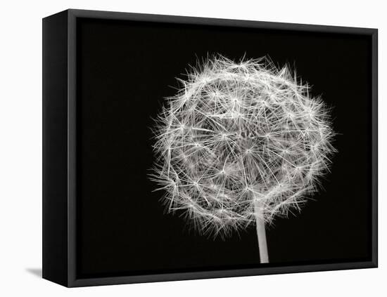 Dandelion 1-Jim Christensen-Framed Stretched Canvas