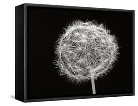 Dandelion 1-Jim Christensen-Framed Stretched Canvas