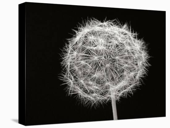 Dandelion 1-Jim Christensen-Stretched Canvas