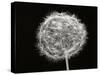 Dandelion 1-Jim Christensen-Stretched Canvas