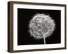 Dandelion 1-Jim Christensen-Framed Photographic Print