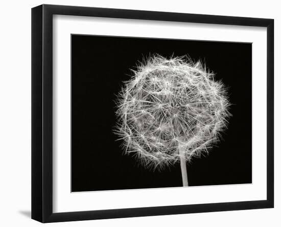 Dandelion 1-Jim Christensen-Framed Photographic Print