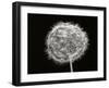 Dandelion 1-Jim Christensen-Framed Photographic Print