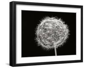 Dandelion 1-Jim Christensen-Framed Photographic Print