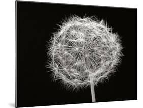 Dandelion 1-Jim Christensen-Mounted Photographic Print