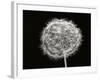 Dandelion 1-Jim Christensen-Framed Photographic Print