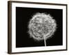 Dandelion 1-Jim Christensen-Framed Photographic Print