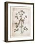 Dandelion 1-Lula Bijoux-Framed Art Print