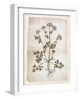 Dandelion 1-Lula Bijoux-Framed Art Print