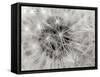 Dandelion 2-Jim Christensen-Framed Stretched Canvas