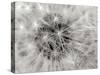 Dandelion 2-Jim Christensen-Stretched Canvas