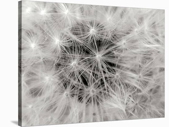 Dandelion 2-Jim Christensen-Stretched Canvas