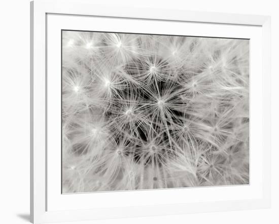 Dandelion 2-Jim Christensen-Framed Photographic Print