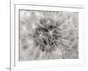 Dandelion 2-Jim Christensen-Framed Photographic Print