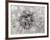 Dandelion 2-Jim Christensen-Framed Photographic Print