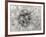 Dandelion 2-Jim Christensen-Framed Photographic Print