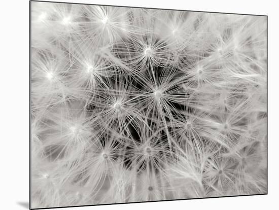 Dandelion 2-Jim Christensen-Mounted Photographic Print