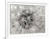 Dandelion 2-Jim Christensen-Framed Photographic Print