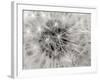 Dandelion 2-Jim Christensen-Framed Photographic Print