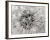 Dandelion 2-Jim Christensen-Framed Photographic Print